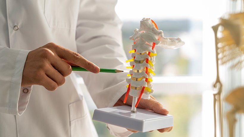human spine